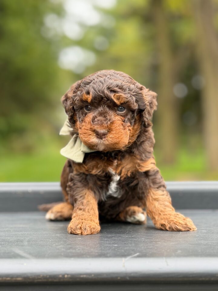 bernedoodle puppy