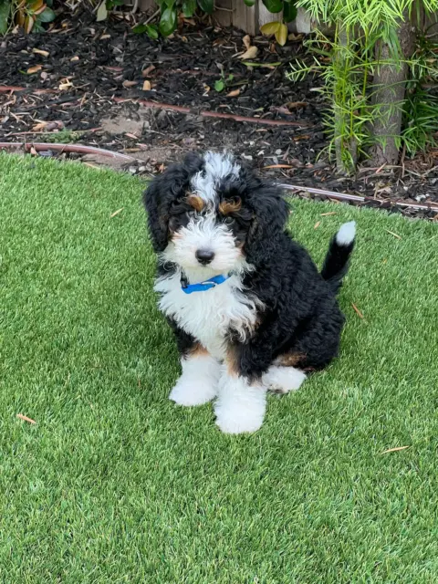 Marcie Forouzan's Bernedoodle puppy