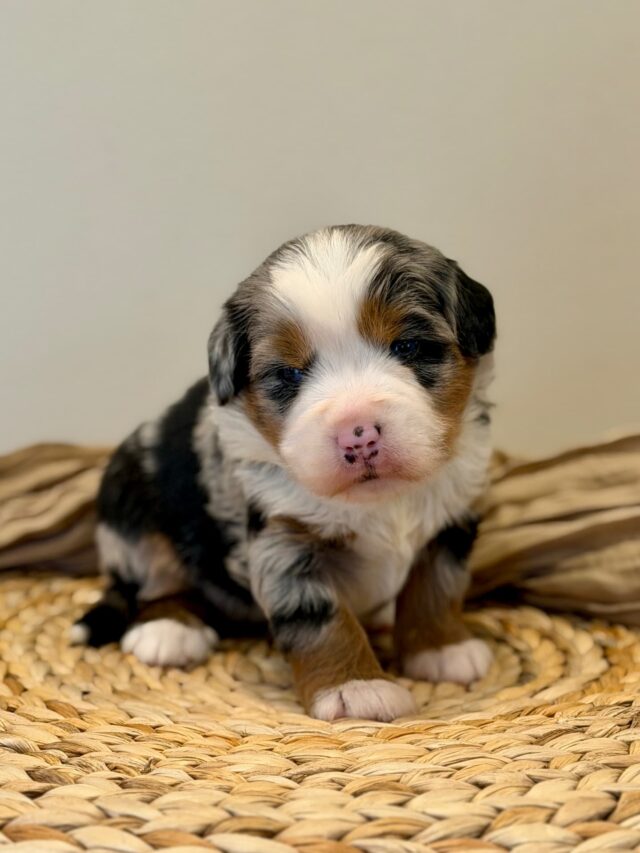 bernedoodle puppy