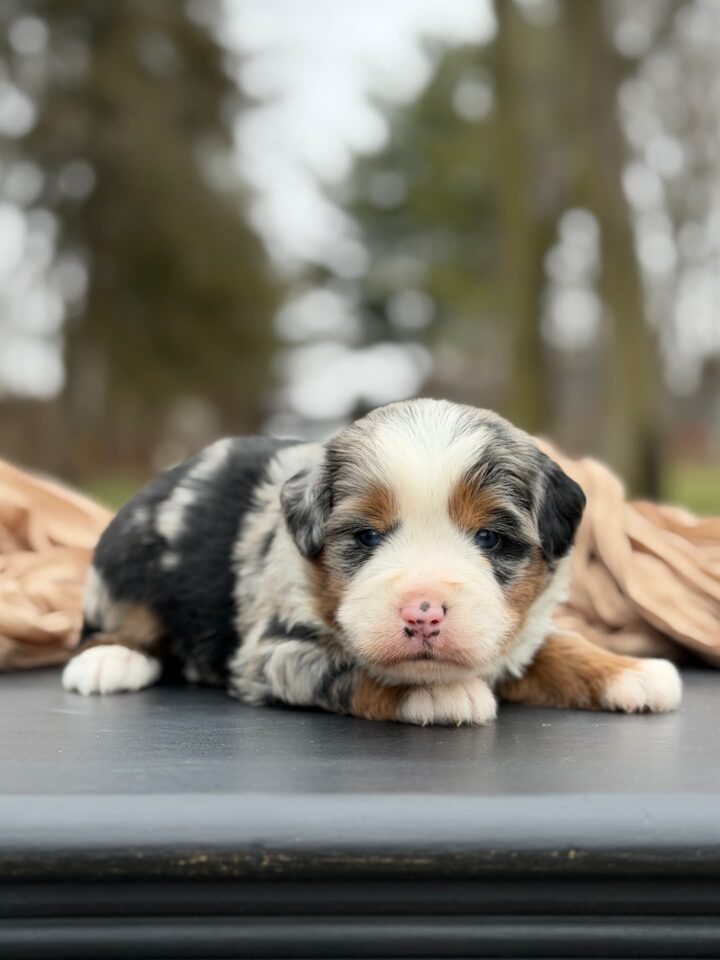 bernedoodle puppy