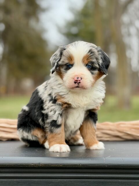 bernedoodle puppy