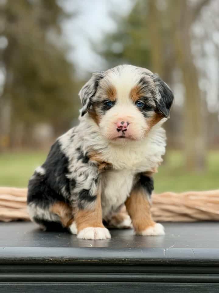bernedoodle puppy