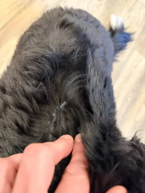 Close-up of Bernedoodle's hair showing single layer of hair.