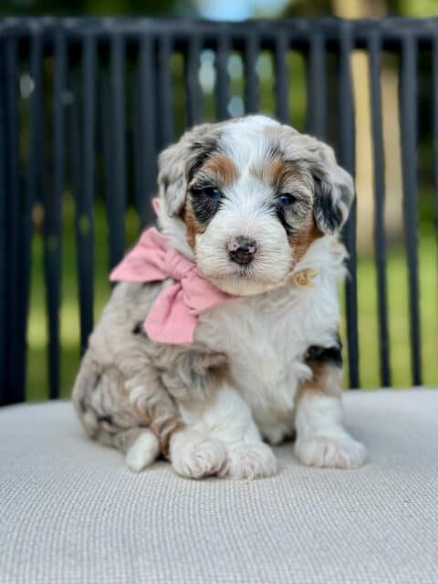 bernedoodle puppy
