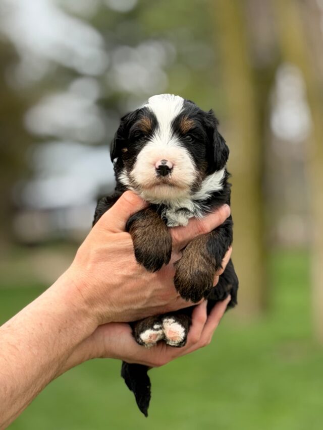 bernedoodle puppy
