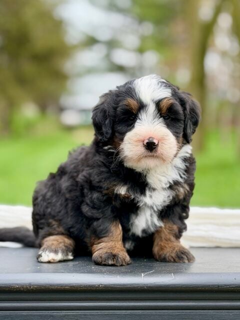 bernedoodle puppy