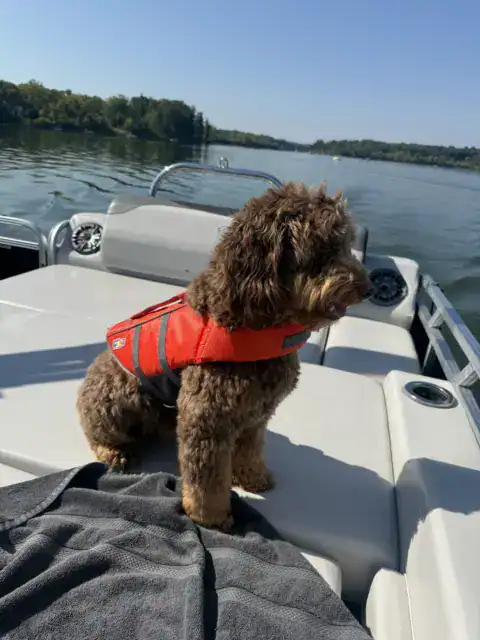 Mini-Bernedoodle out for a boat ride.