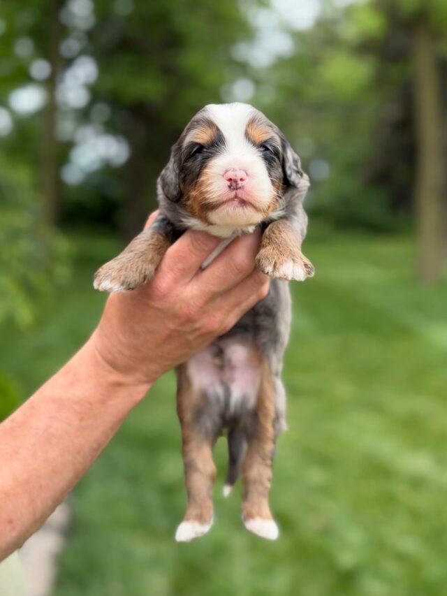 bernedoodle puppy