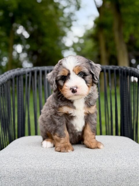 bernedoodle puppy