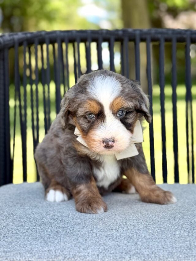 bernedoodle puppy