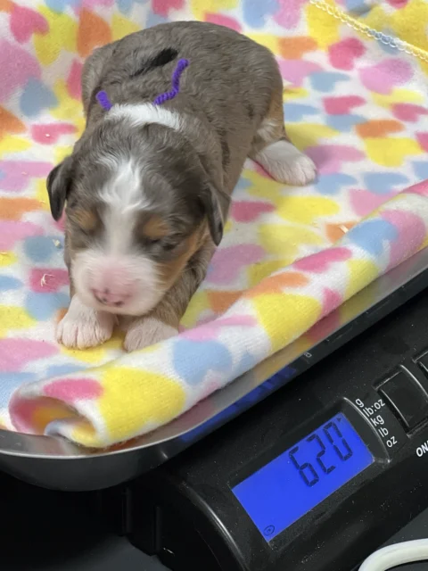 Newborn Mini Bernedoodle getting weighed