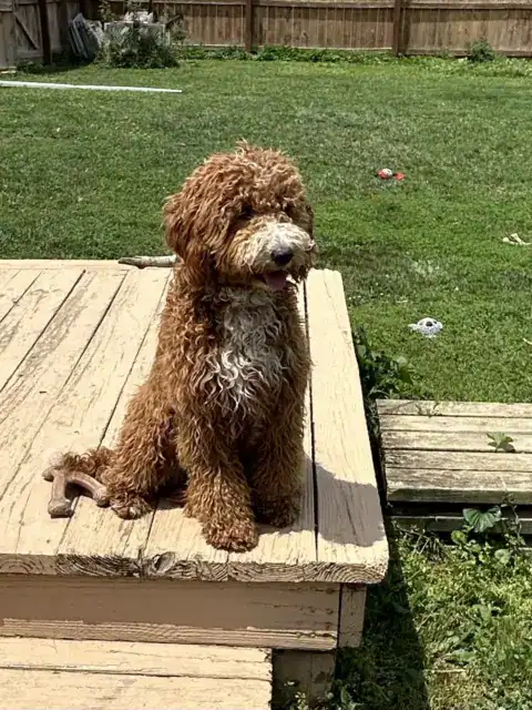 Mini Goldendoodle deciding what to do next.