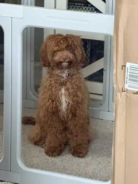 Mini Goldendoodle