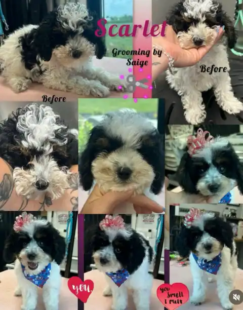 Mini Goldendoodle getting full groom