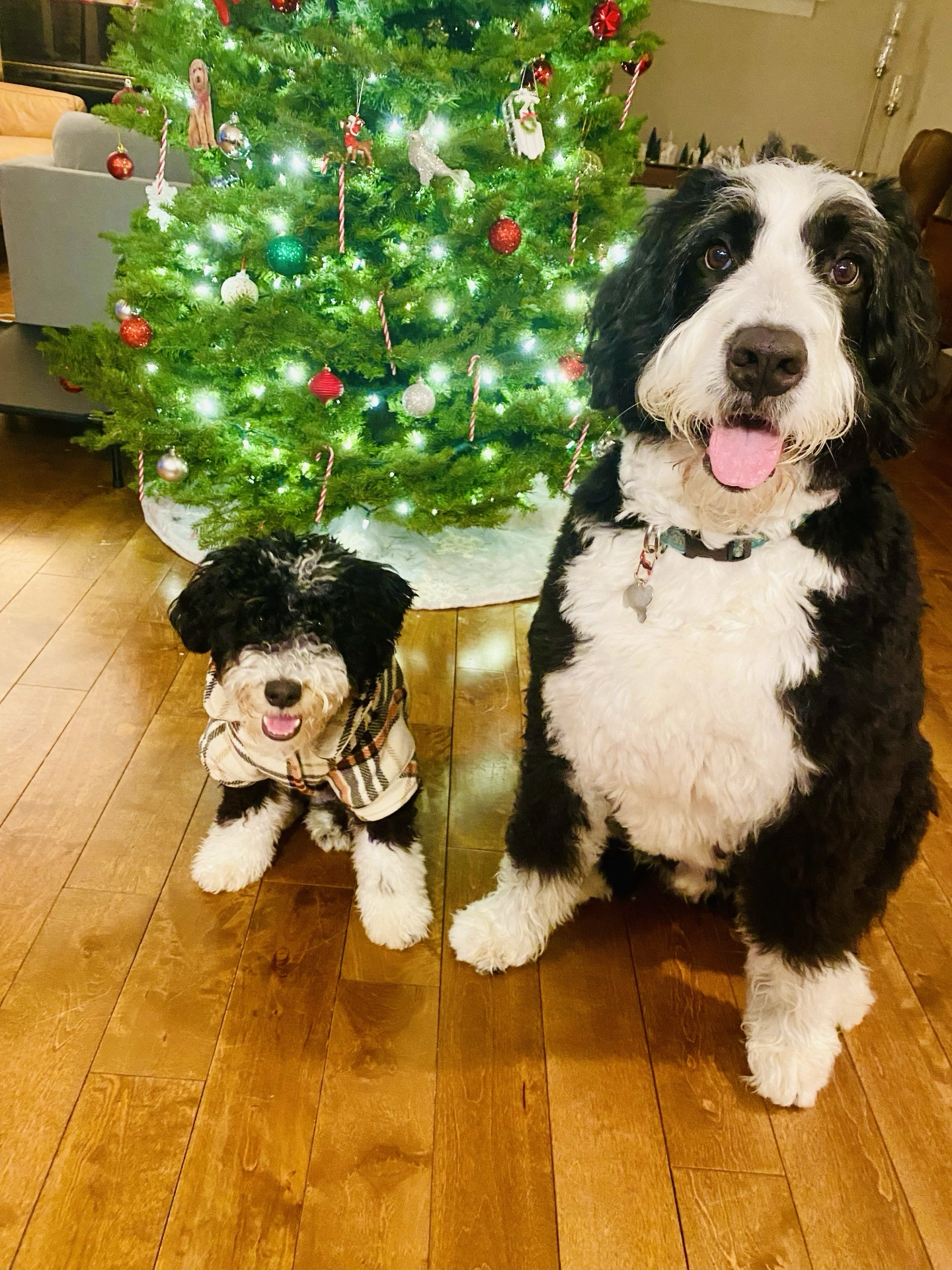 Mini vs Standard Bernedoodle