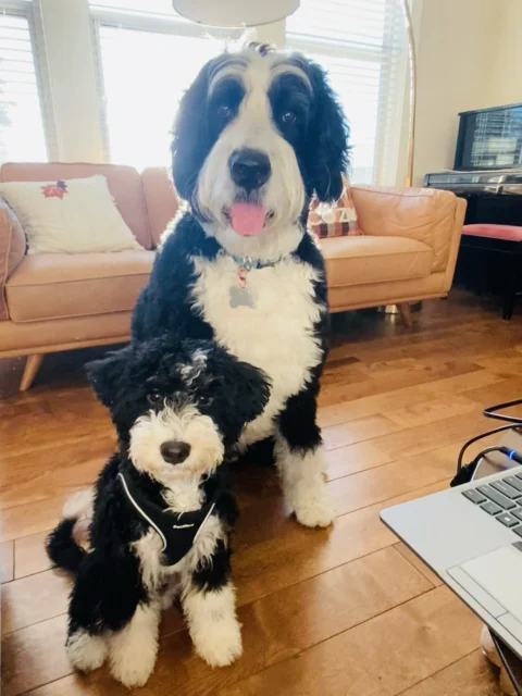 Difference between adult Mini and Standard Bernedoodle