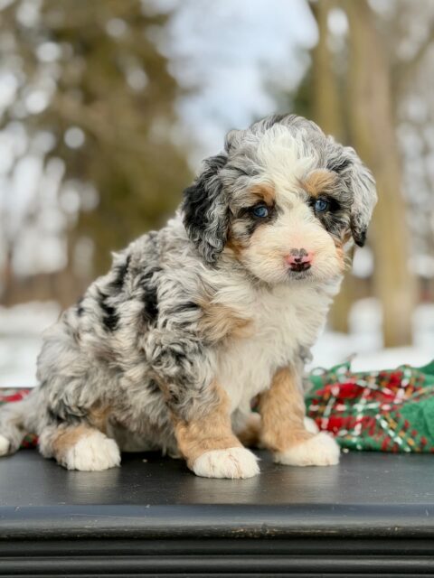 bernedoodle puppy