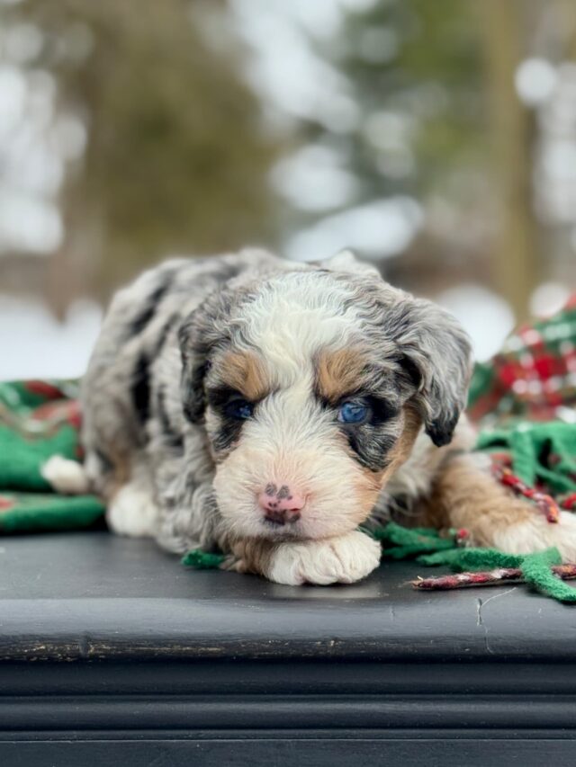 bernedoodle puppy