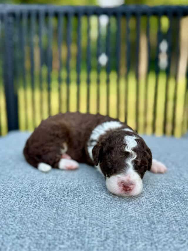 bernedoodle puppy