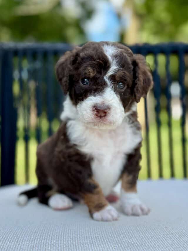 bernedoodle puppy