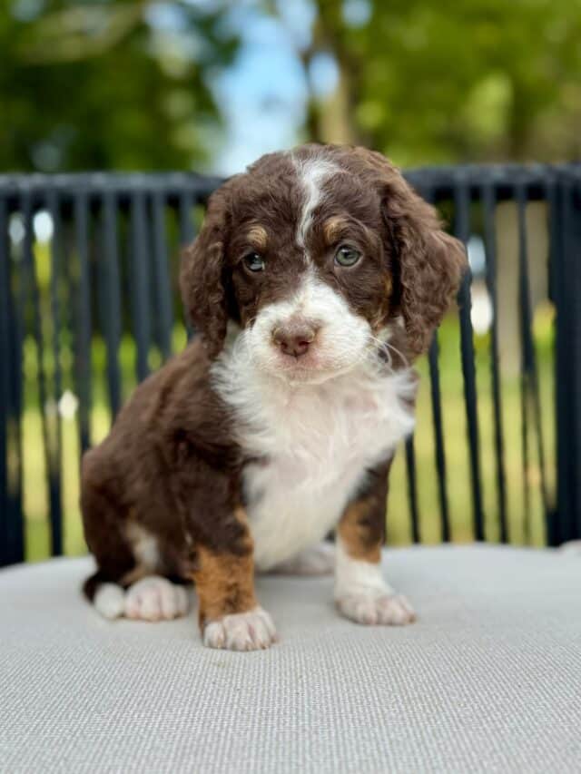 bernedoodle puppy