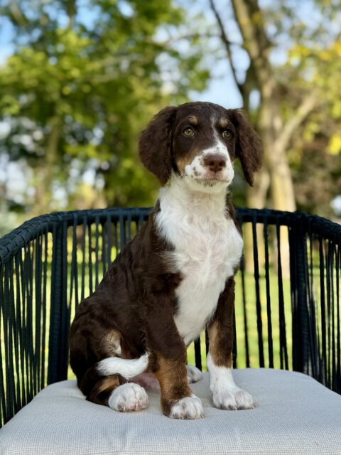 bernedoodle puppy