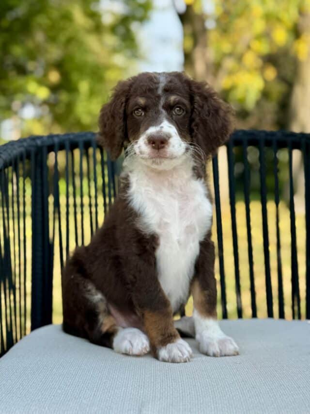 bernedoodle puppy