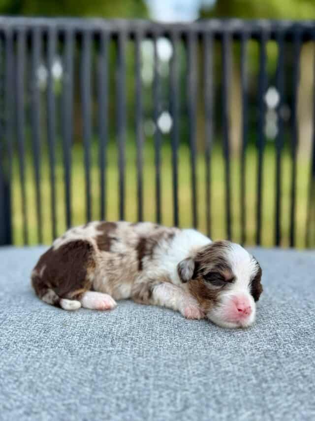 chocolate bernedoodle puppy