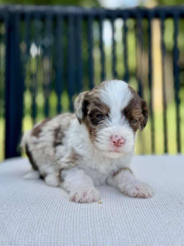 bernedoodle puppy
