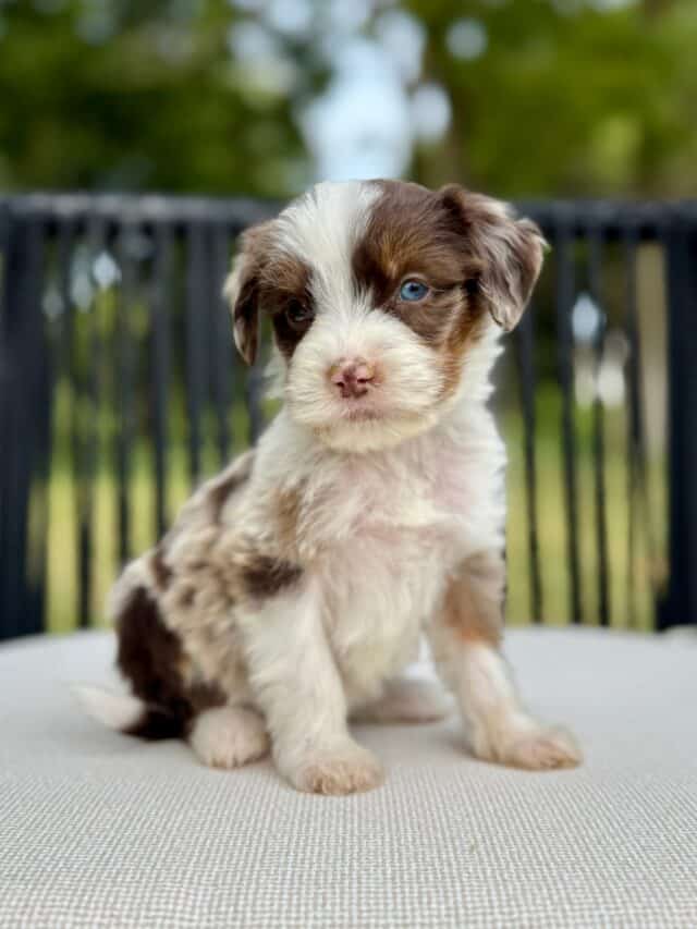 bernedoodle puppy