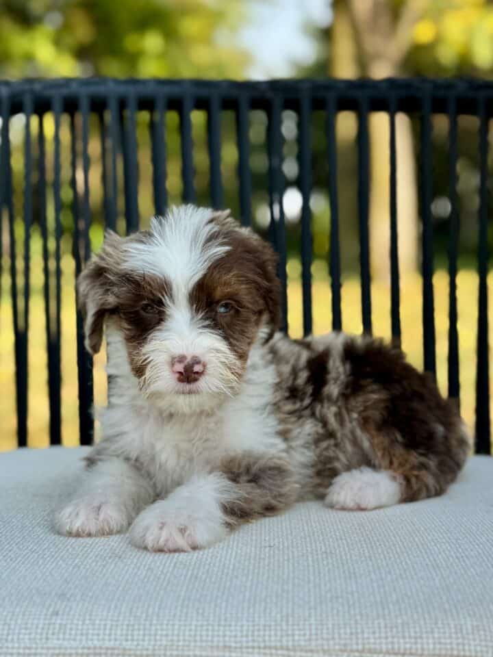 bernedoodle puppy