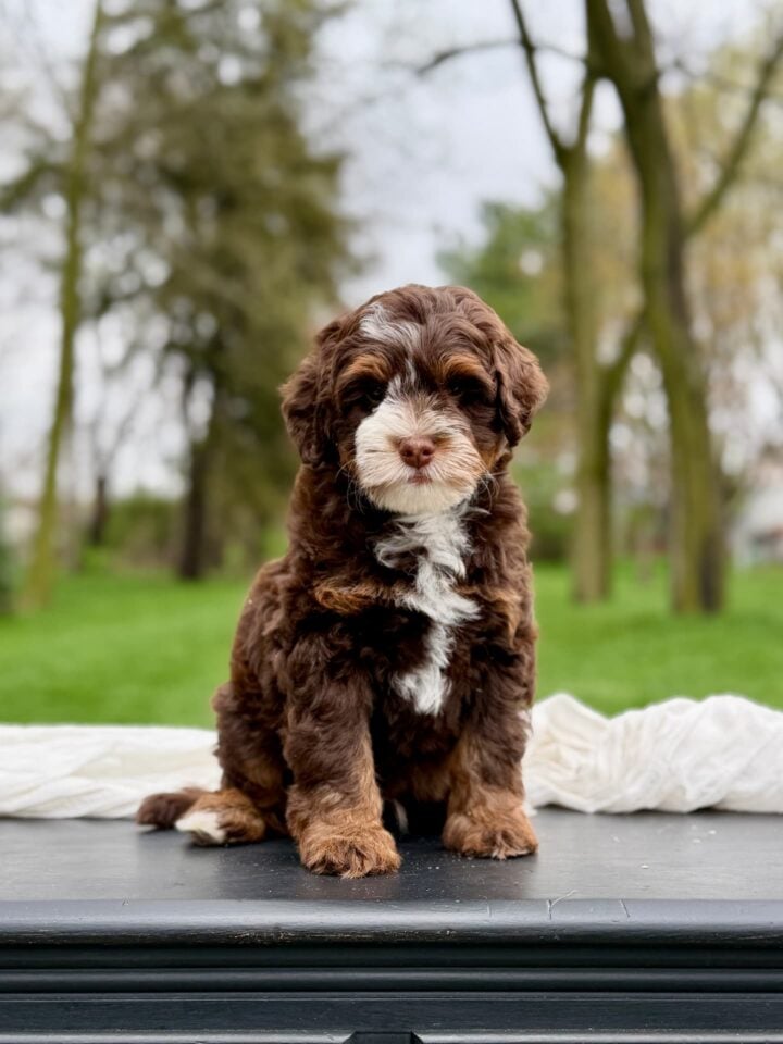 bernedoodle puppy