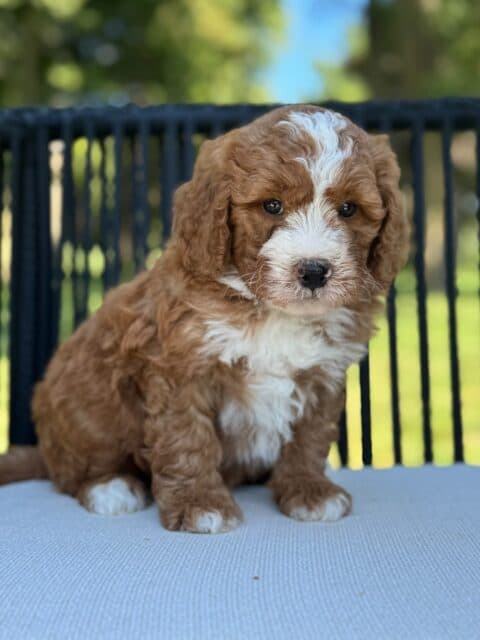 bernedoodle puppy