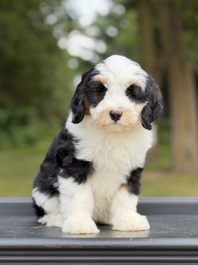 bernedoodle puppy