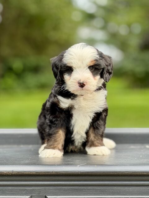 bernedoodles puppy
