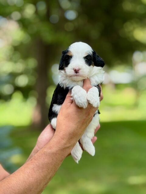 bernedoodle puppy