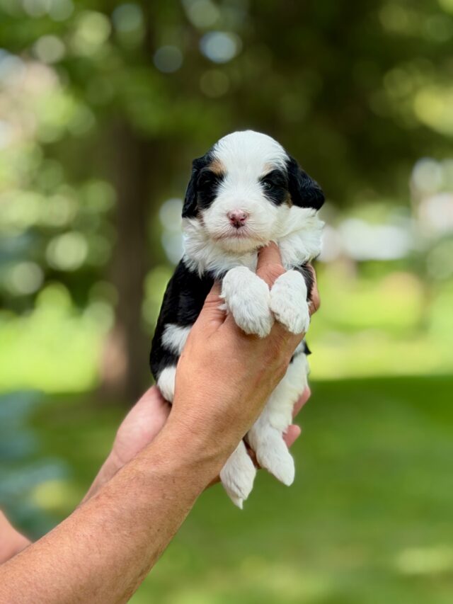 bernedoodle puppy