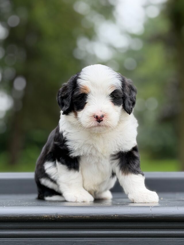 bernedoodle puppy