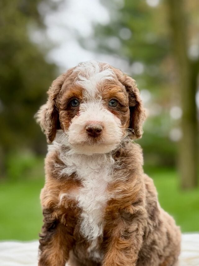 bernedoodle puppy