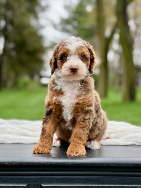 bernedoodle puppy