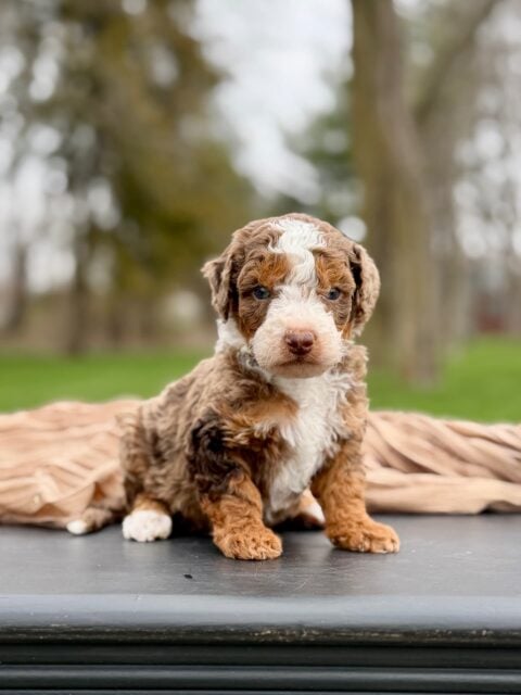 bernedoodle puppy