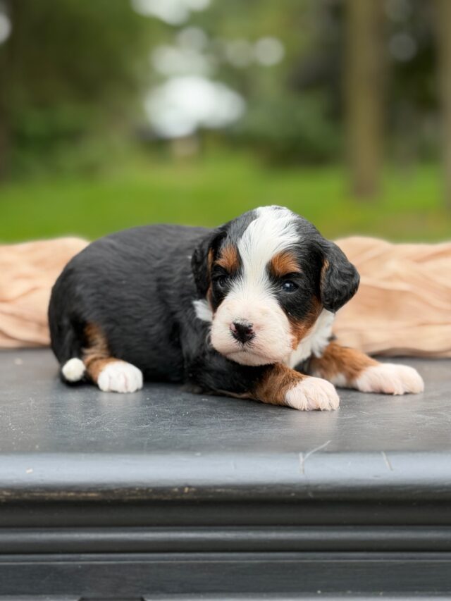 bernedoodle puppy