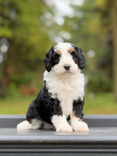 bernedoodle puppy