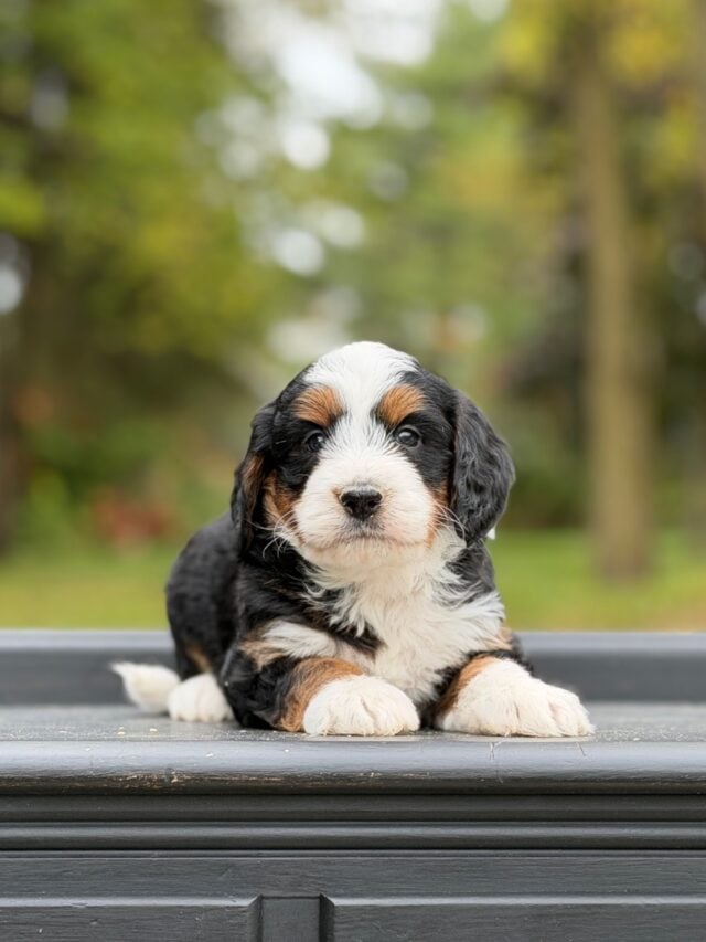 bernedoodle puppy