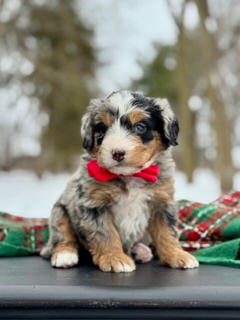 bernedoodle puppy