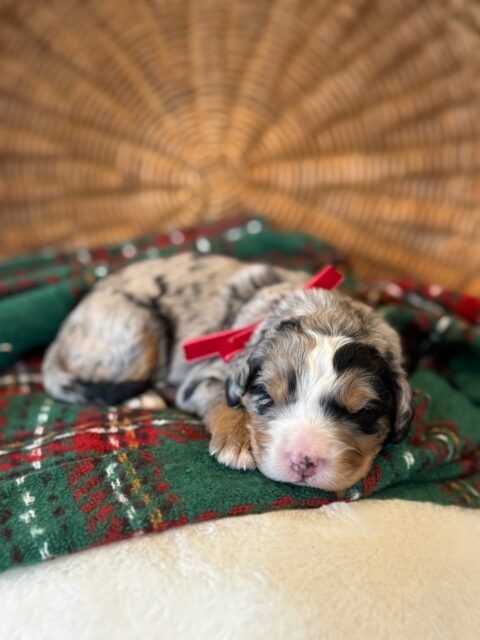 bernedoodle puppy