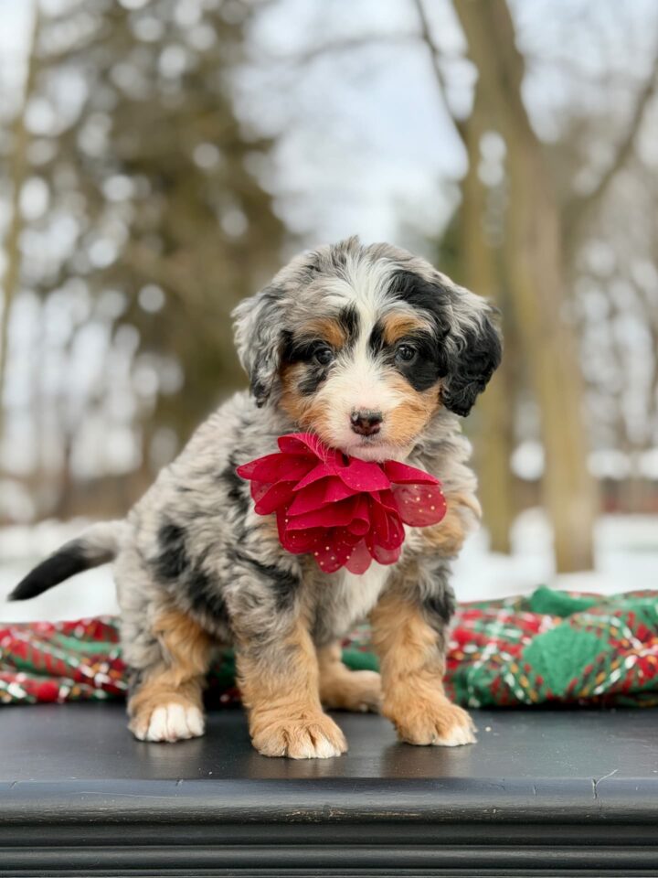 bernedoodle puppy