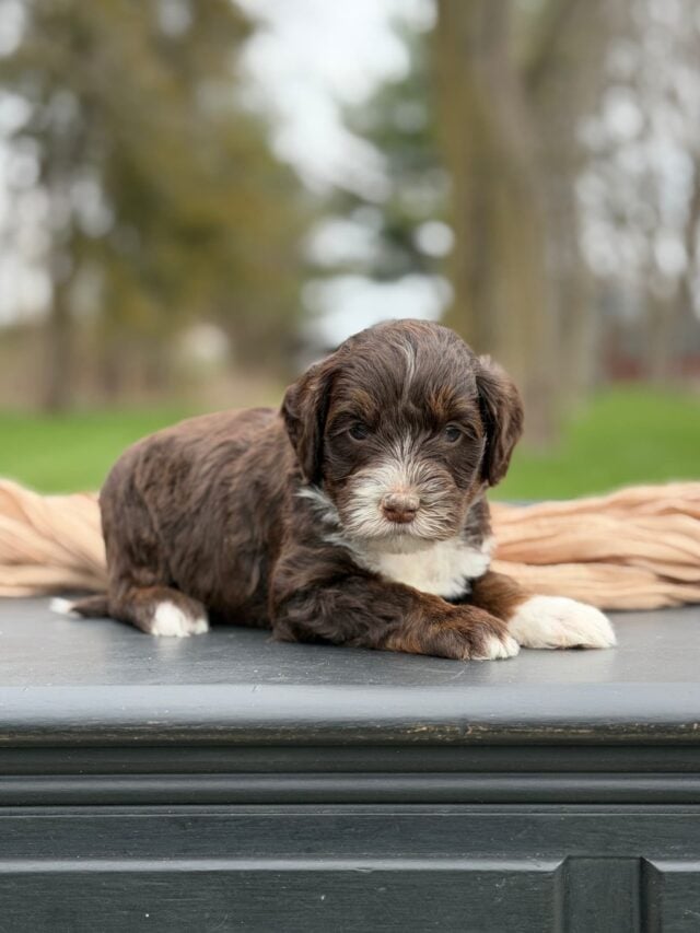 bernedoodle puppy