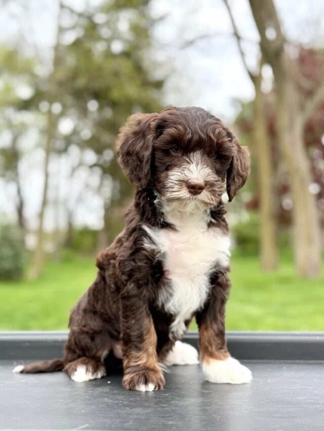 bernedoodle puppy