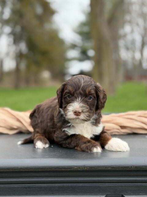 bernedoodle puppy